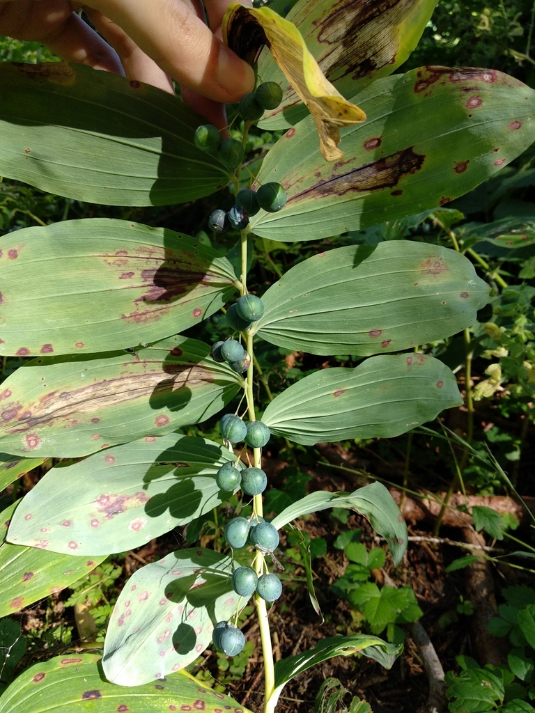 Polygonatum multiflorum, Placeri (Rumo), Trento, Italy