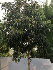 Calophyllum soulattri