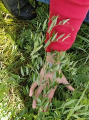 Lathyrus palustris pilosus