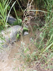 Atriplex prostrata latifolia