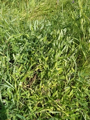 Lathyrus palustris pilosus