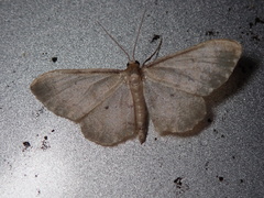 Idaea politaria