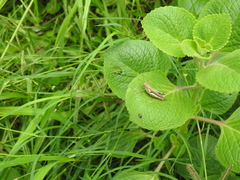 Pirithoicus ophthalmicus