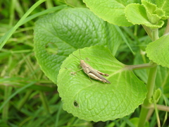 Pirithoicus ophthalmicus