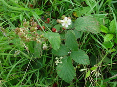 Rubus elegantispinosus