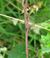 Rubus elegantispinosus