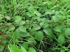 Rubus elegantispinosus