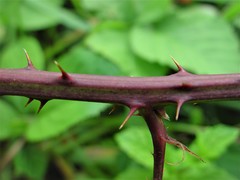 Rubus elegantispinosus