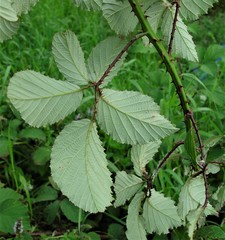 Rubus elegantispinosus