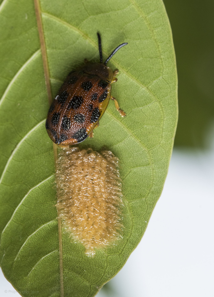 Epistictina reicheana