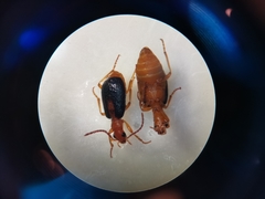 Brachinus sclopeta
