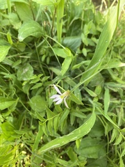 Lobelia chinensis