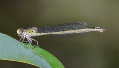 Enallagma cardenium