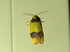 Heterallactis euchrysa