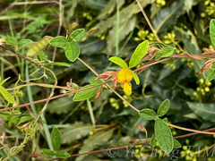 Cajanus scarabaeoides