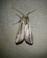 Leucania stenographa