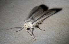 Leucania stenographa