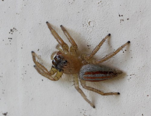 Three-lined Maevia