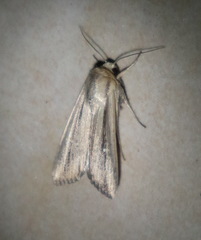 Leucania stenographa