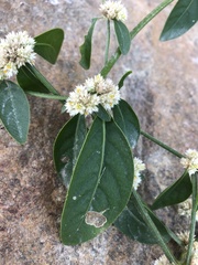 Alternanthera ficoidea