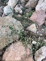 Alternanthera ficoidea