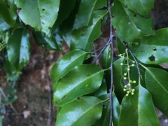 Prunus myrtifolia