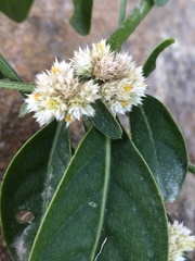 Alternanthera ficoidea