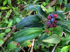 Miconia calycina