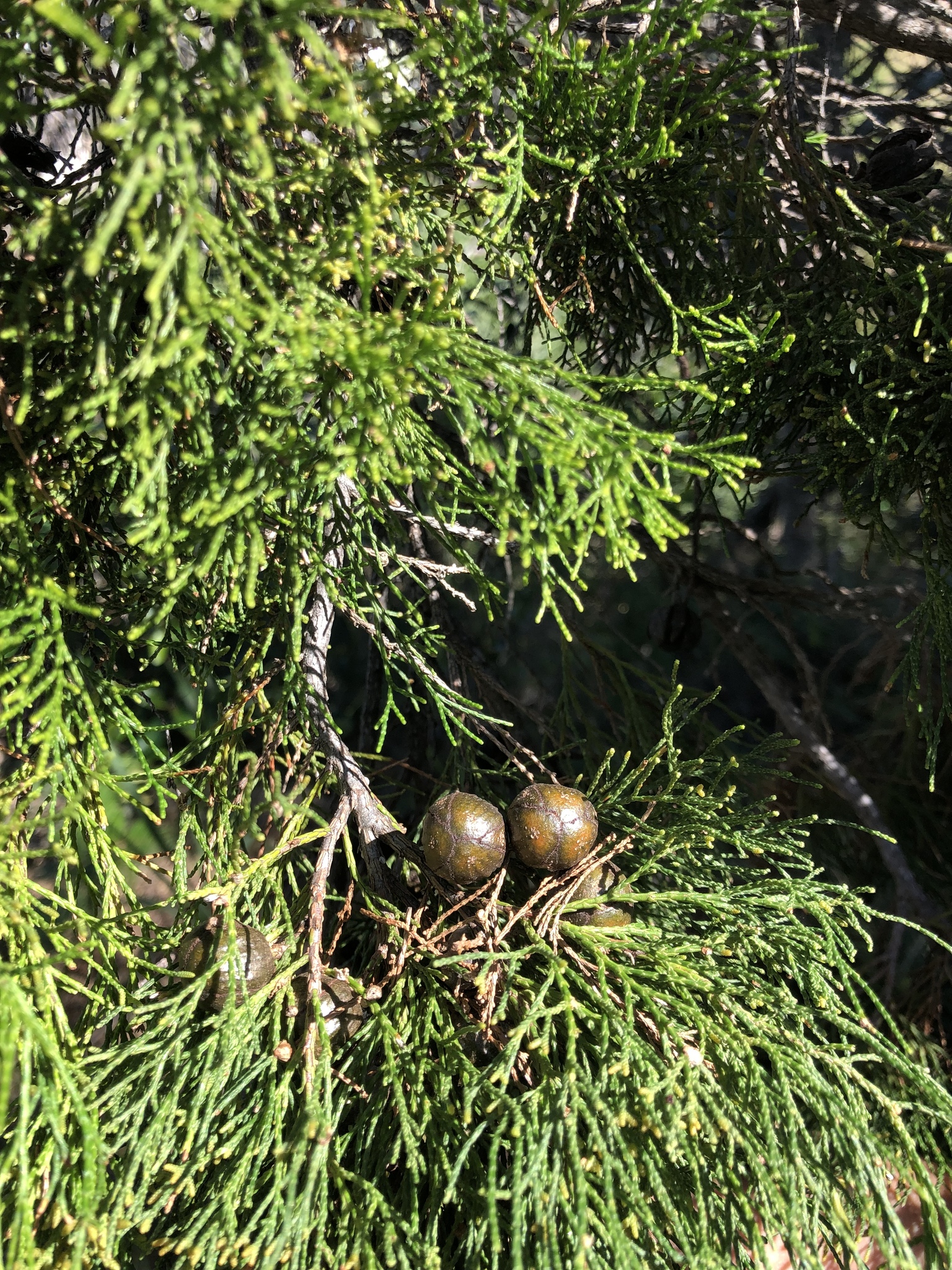 Callitris columellaris