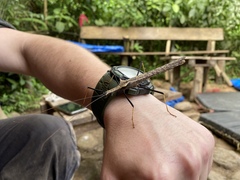 Pseudophasma bispinosum