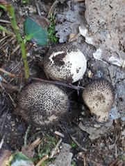 Lycoperdon nigrescens