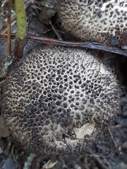 Lycoperdon nigrescens