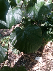 Tilia