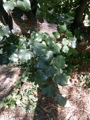 Tilia