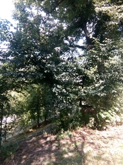 Tilia