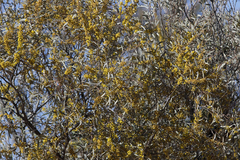 Acacia cambagei