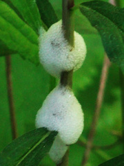 Aphrophora saratogensis