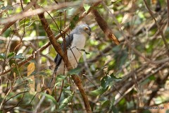 Accipiter francesiae