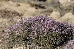 Ptilotus remotiflorus