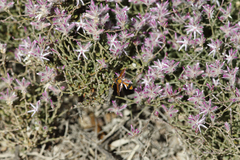 Ptilotus remotiflorus