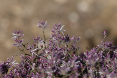 Ptilotus remotiflorus