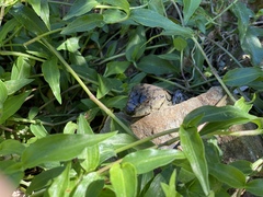 Cyclodomorphus gerrardii