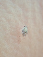 Deraeocoris lutescens