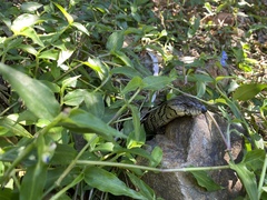 Cyclodomorphus gerrardii