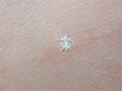 Deraeocoris lutescens