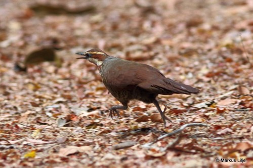 White-breasted Mesite