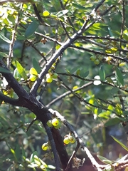 Acrotriche divaricata