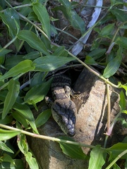 Cyclodomorphus gerrardii