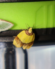 Heterallactis euchrysa