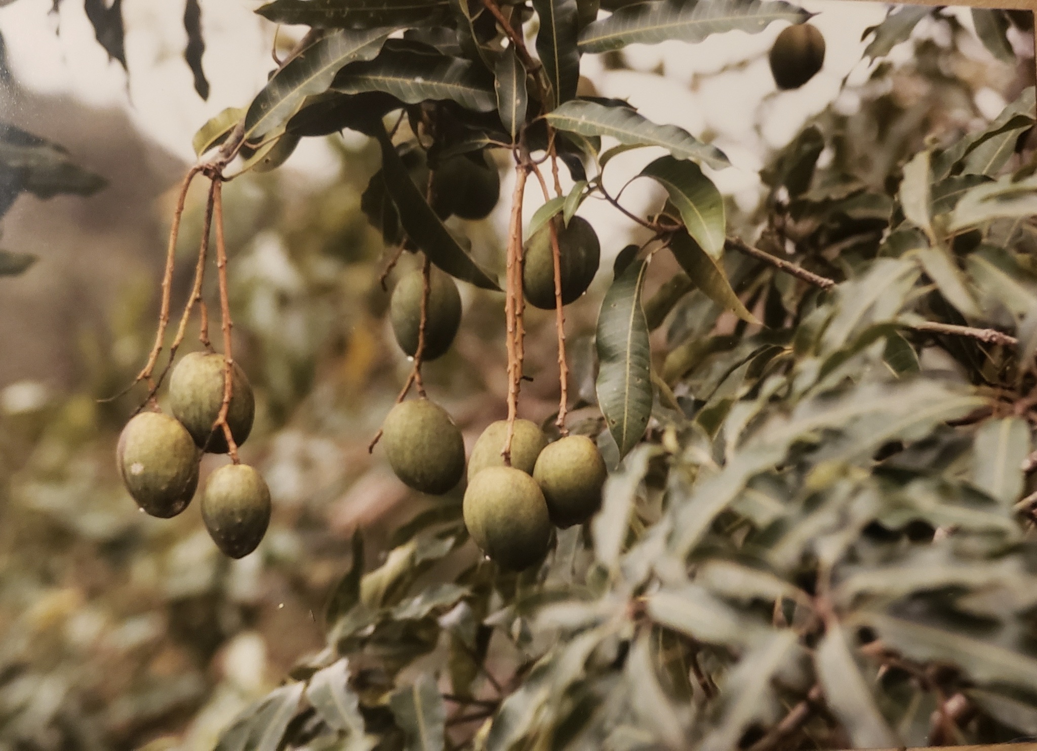 Mangifera indica